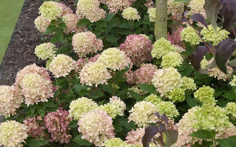 Little Lime Hydrangea - 3 Gallon Pot 8 Little Lime Hydrangea - 3 Gallon Pot - Image 6