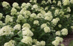 Little Lime Hydrangea - 3 Gallon Pot 13 Little Lime Hydrangea - 3 Gallon Pot -Plant Discount Store Picture Hydrangea Little Lime 3 1