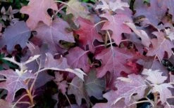 Pee Wee Dwarf Oakleaf Hydrangea - 2 Gallon Pot 15 Pee Wee Dwarf Oakleaf Hydrangea - 2 Gallon Pot -Plant Discount Store Picture Hydrangea Oakleaf Pee Wee Fall Color