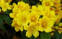 Butterscotch Yellow Jasmine (Jessamine) Gelsemium Sempervirens - 3 Gallon Pot -Plant Discount Store Picture Jasmine Butterscotch 2