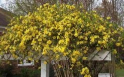 Butterscotch Yellow Jasmine (Jessamine) Gelsemium Sempervirens - 3 Gallon Pot -Plant Discount Store Picture Jasmine Butterscotch Jessamine 3