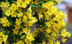 Carolina Yellow Jasmine (Jessamine) Gelsemium Sempervirens - 2 Gallon Pot -Plant Discount Store Picture Jasmine Carolina 6 1