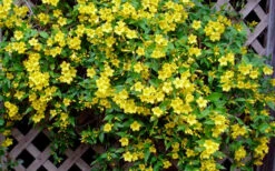 Carolina Yellow Jasmine (Jessamine) Gelsemium Sempervirens - 1 Gallon Pot -Plant Discount Store Picture Jasmine Carolina 7 2