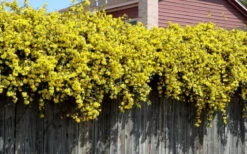 Carolina Yellow Jasmine (Jessamine) Gelsemium Sempervirens - 1 Gallon Pot -Plant Discount Store Picture Jasmine Carolina On Fence 2