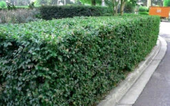 Emerald Snow Loropetalum (Chinese Fringeflower) - 1 Gallon Pot 17 Emerald Snow Loropetalum (Chinese Fringeflower) - 1 Gallon Pot -Plant Discount Store Picture Loropetalum Emerald Snow Hedge