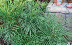 Soft Caress Mahonia - 1 Gallon Pot 13 Soft Caress Mahonia - 1 Gallon Pot -Plant Discount Store Picture Mahonia Soft Caress Foliage