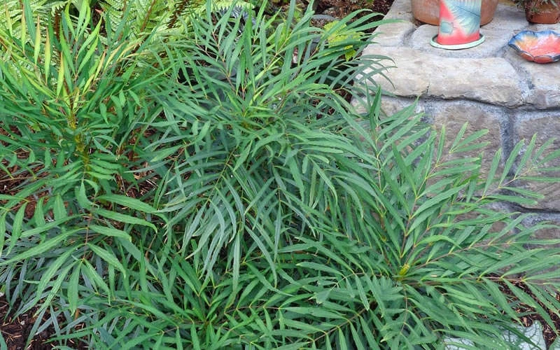 Soft Caress Mahonia - 1 Gallon Pot 8 Soft Caress Mahonia - 1 Gallon Pot - Image 6