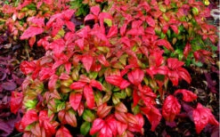 Firepower Dwarf Nandina - 1 Gallon Pot -Plant Discount Store Picture Nandina Firepower Closeup 2
