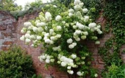 Chinese Snowball Viburnum Bush - 7 Gallon Pot (3-4') -Plant Discount Store Picture Viburnum Chinese Snowball Espalier 2