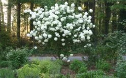 Chinese Snowball Viburnum Bush - 3 Gallon Pot 16 Chinese Snowball Viburnum Bush - 3 Gallon Pot -Plant Discount Store Picture Viburnum Chinese Snowball Tree 1