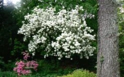 Chinese Snowball Viburnum Bush - 7 Gallon Pot (2-3') -Plant Discount Store Picture Viburnum Chinese Snowball Tree 2 1