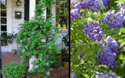 Amethyst Falls Wisteria Vine - 3 Gallon Pot 16 Amethyst Falls Wisteria Vine - 3 Gallon Pot -Plant Discount Store Picture Wisteria Amethyst Falls 2