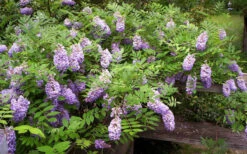 Amethyst Falls Wisteria Vine - 5 Gallon Pot 17 Amethyst Falls Wisteria Vine - 5 Gallon Pot -Plant Discount Store Picture Wisteria Amethyst Falls 5 1