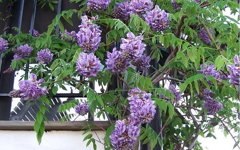 Amethyst Falls Wisteria Vine - 5 Gallon Pot 11 Amethyst Falls Wisteria Vine - 5 Gallon Pot - Image 9