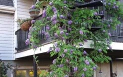 Amethyst Falls Wisteria Vine - 5 Gallon Pot 18 Amethyst Falls Wisteria Vine - 5 Gallon Pot -Plant Discount Store Picture Wisteria Amethyst Falls Vine 2