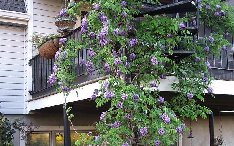 Amethyst Falls Wisteria Vine - 5 Gallon Pot 10 Amethyst Falls Wisteria Vine - 5 Gallon Pot - Image 8
