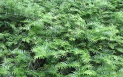 Yewtopia Plum Yew - 3 Gallon Pot -Plant Discount Store Picture Yew Plum Yewtopia