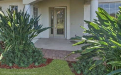 Pringles Dwarf Podocarpus Yew - 3 Gallon Pot -Plant Discount Store Podocarpus Pringles 21 1