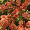 Cameo Flowering Quince - 1 Gallon Pot -Plant Discount Store Quince Cameo 9