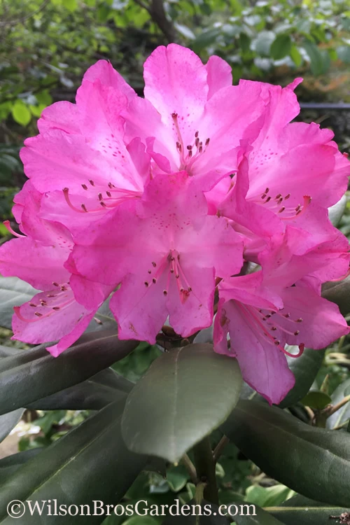 Southgate 'Radiance' Rhododendron - 3 Gallon Pot 3 Southgate 'Radiance' Rhododendron - 3 Gallon Pot