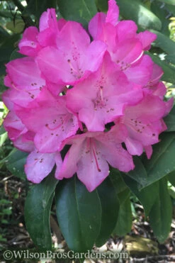 Southgate 'Radiance' Rhododendron - 3 Gallon Pot 11 Southgate 'Radiance' Rhododendron - 3 Gallon Pot -Plant Discount Store Rhododendron Southgate Radiance 4 500x750 1