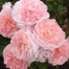 Apricot Drift Dwarf Rose - 2 Gallon Pot 1 Apricot Drift Dwarf Rose - 2 Gallon Pot -Plant Discount Store Rose Apricot Drift Rose BS