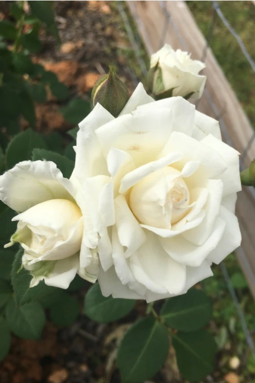 Cloud 10 Climbing Rose - 3 Gallon Pot 8 Cloud 10 Climbing Rose - 3 Gallon Pot - Image 6