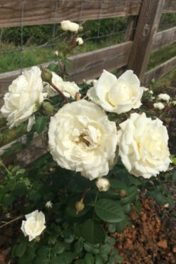 Cloud 10 Climbing Rose - 3 Gallon Pot 15 Cloud 10 Climbing Rose - 3 Gallon Pot -Plant Discount Store Rose Cloud 10 11