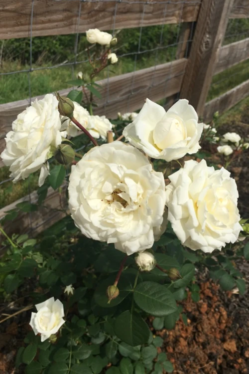 Cloud 10 Climbing Rose - 3 Gallon Pot 9 Cloud 10 Climbing Rose - 3 Gallon Pot - Image 7