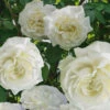 Cloud 10 Climbing Rose - 3 Gallon Pot