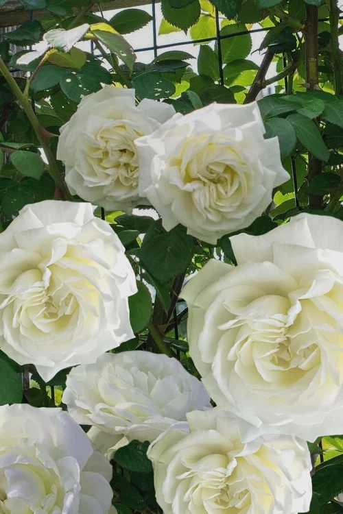 Cloud 10 Climbing Rose - 3 Gallon Pot 3 Cloud 10 Climbing Rose - 3 Gallon Pot