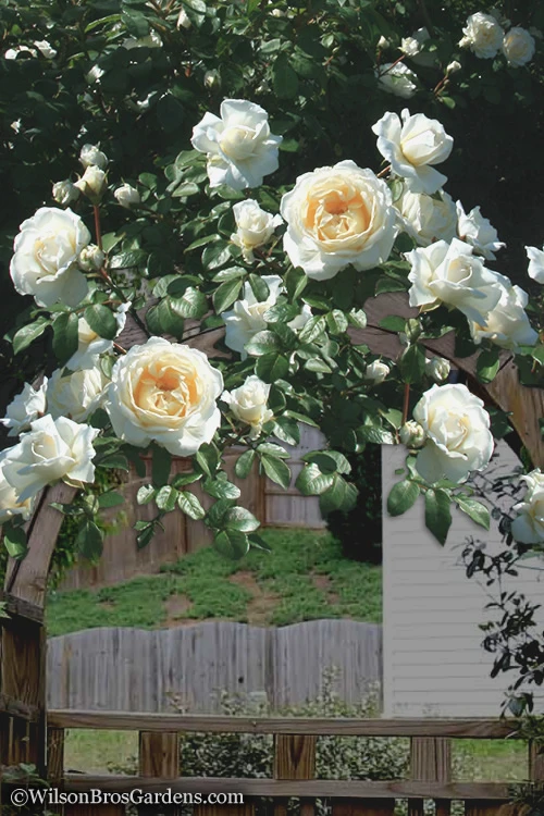 Cloud 10 Climbing Rose - 3 Gallon Pot 6 Cloud 10 Climbing Rose - 3 Gallon Pot - Image 4