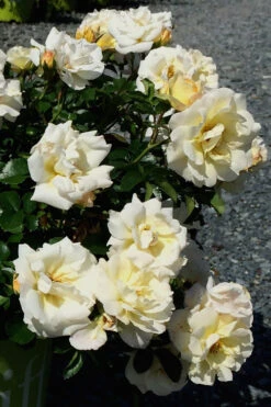 Popcorn Drift Groundcover Rose - 2 Gallon Pot 13 Popcorn Drift Groundcover Rose - 2 Gallon Pot -Plant Discount Store Rose Drift Popcorn 10