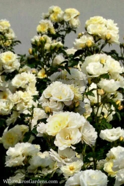 Popcorn Drift Groundcover Rose - 2 Gallon Pot 11 Popcorn Drift Groundcover Rose - 2 Gallon Pot -Plant Discount Store Rose Drift Popcorn 16