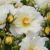 Popcorn Drift Groundcover Rose - 2 Gallon Pot 2 Popcorn Drift Groundcover Rose - 2 Gallon Pot -Plant Discount Store Rose Drift Popcorn 19