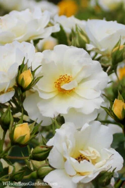 Popcorn Drift Groundcover Rose - 2 Gallon Pot