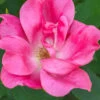 Swamp Rose (Rosa Palustris) - 3 Pack Of 1.5 Quart Pots 2 Swamp Rose (Rosa Palustris) - 3 Pack Of 1.5 Quart Pots -Plant Discount Store Rose Knock Out Pink 5
