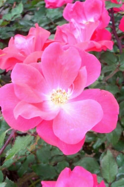 Swamp Rose (Rosa Palustris) - 3 Pack Of 1.5 Quart Pots -Plant Discount Store Rose Knock Out Pink 6