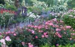 Swamp Rose (Rosa Palustris) - 3 Pack Of 1.5 Quart Pots -Plant Discount Store Rose Knock Out Pink 8