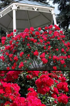 Linda Campbell Hybrid Rugosa Rose - 3 Gallon Pot -Plant Discount Store Rose Linda Campbell 3