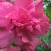Lucy Rose Of Sharon (Althea) - Hibiscus Syriacus - 1 Gallon Pot -Plant Discount Store Rose Of Sharon Lucy 12