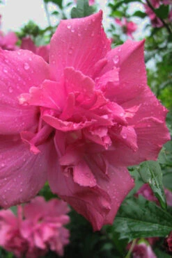 Lucy Rose Of Sharon (Althea) - Hibiscus Syriacus - 1 Gallon Pot