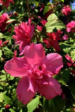 Lucy Rose Of Sharon (Single Trunk Tree) - 7 Gallon Pot (3-4') -Plant Discount Store Rose Of Sharon Lucy 13 2