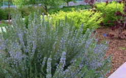 Arp Rosemary - 1 Gallon Pot 11 Arp Rosemary - 1 Gallon Pot -Plant Discount Store Rosemary Arp Blooming