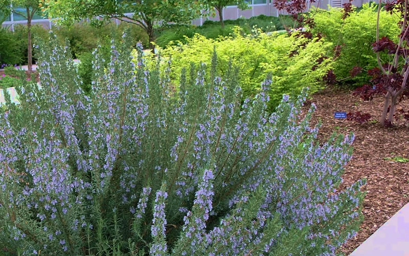 Arp Rosemary - 1 Gallon Pot 7 Arp Rosemary - 1 Gallon Pot - Image 5