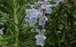 Arp Rosemary - 1 Gallon Pot 10 Arp Rosemary - 1 Gallon Pot -Plant Discount Store Rosemary Arp Closeup 2