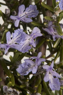 Barbeque Rosemary Plant - 18 Pack Of Pint Pots -Plant Discount Store Rosemary Barbeque 13