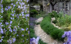 Chef's Choice Rosemary - Quart Pot 11 Chef's Choice Rosemary - Quart Pot -Plant Discount Store Rosemary Chefs Choice 2