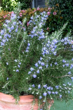 Chef's Choice Rosemary - Quart Pot