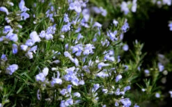 Chef's Choice Rosemary - Quart Pot 10 Chef's Choice Rosemary - Quart Pot -Plant Discount Store Rosemary Chefs Choice Flowers